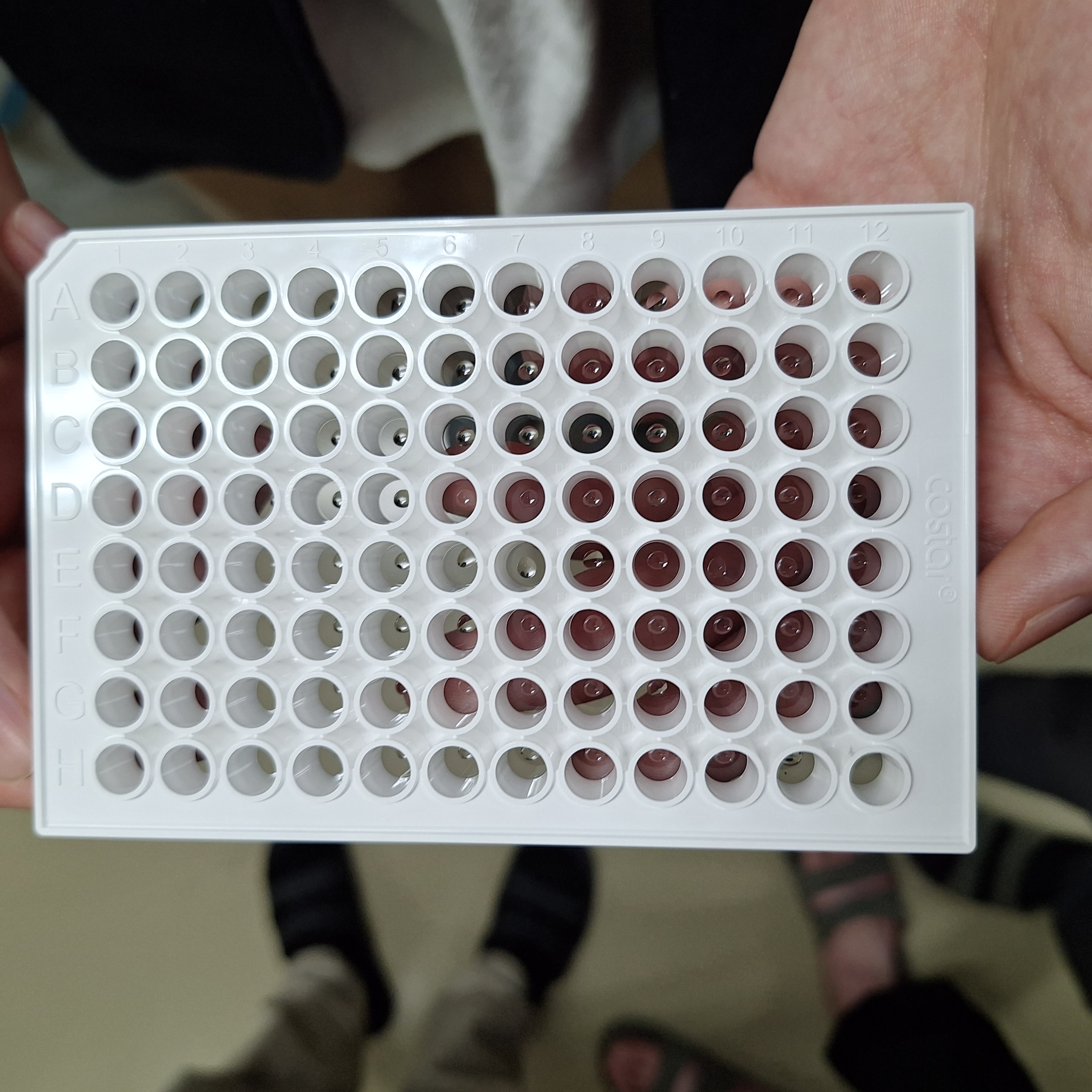 Gel Culture Plate